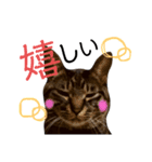 キジトラのつくしが伝えます（個別スタンプ：14）