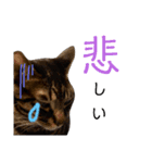 キジトラのつくしが伝えます（個別スタンプ：15）