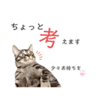 キジトラのつくしが伝えます（個別スタンプ：16）