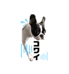 peroスタ（個別スタンプ：11）