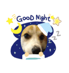 コーギー犬チャムのスタンプ（個別スタンプ：2）