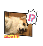 コーギー犬チャムのスタンプ（個別スタンプ：3）