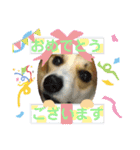 コーギー犬チャムのスタンプ（個別スタンプ：4）