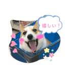 コーギー犬チャムのスタンプ（個別スタンプ：5）