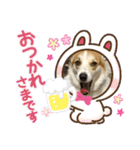 コーギー犬チャムのスタンプ（個別スタンプ：6）