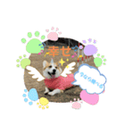 コーギー犬チャムのスタンプ（個別スタンプ：7）