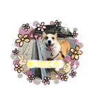 コーギー犬チャムのスタンプ（個別スタンプ：8）