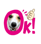コーギー犬チャムのスタンプ（個別スタンプ：10）