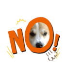コーギー犬チャムのスタンプ（個別スタンプ：11）