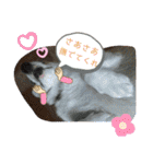 コーギー犬チャムのスタンプ（個別スタンプ：12）