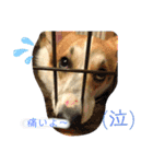 コーギー犬チャムのスタンプ（個別スタンプ：13）