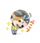 コーギー犬チャムのスタンプ（個別スタンプ：14）
