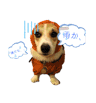 コーギー犬チャムのスタンプ（個別スタンプ：16）