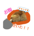 コーギー犬チャムのスタンプ（個別スタンプ：17）