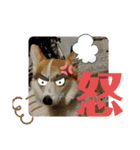 コーギー犬チャムのスタンプ（個別スタンプ：18）