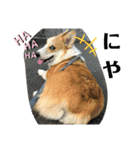 コーギー犬チャムのスタンプ（個別スタンプ：19）