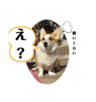 コーギー犬チャムのスタンプ（個別スタンプ：20）