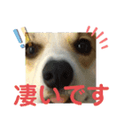 コーギー犬チャムのスタンプ（個別スタンプ：21）