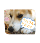 コーギー犬チャムのスタンプ（個別スタンプ：22）