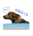コーギー犬チャムのスタンプ（個別スタンプ：24）