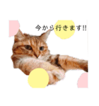 チョコの日常！！（個別スタンプ：3）