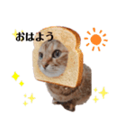 チョコの日常！！（個別スタンプ：7）