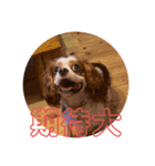毎日そうすけ 2（個別スタンプ：1）
