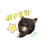 小豆ちゃんの日常②（個別スタンプ：1）