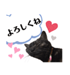 小豆ちゃんの日常②（個別スタンプ：12）