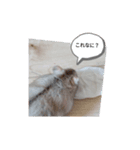 かわよこはる！！（個別スタンプ：4）