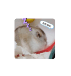 かわよこはる！！（個別スタンプ：5）