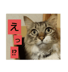 いぐさ猫のスタンプ（個別スタンプ：1）