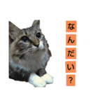 いぐさ猫のスタンプ（個別スタンプ：2）
