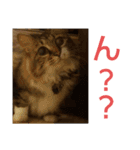 いぐさ猫のスタンプ（個別スタンプ：3）