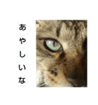 いぐさ猫のスタンプ（個別スタンプ：6）
