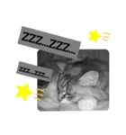 いぐさ猫のスタンプ（個別スタンプ：11）