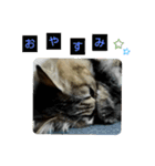 いぐさ猫のスタンプ（個別スタンプ：12）