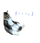 いぐさ猫のスタンプ（個別スタンプ：13）