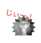 いぐさ猫のスタンプ（個別スタンプ：14）