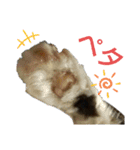 いぐさ猫のスタンプ（個別スタンプ：16）