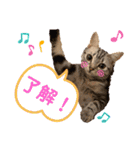 きなこなつの日常 2（個別スタンプ：15）