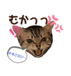 きなこなつの日常 2（個別スタンプ：18）