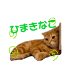 きなこなつの日常 2（個別スタンプ：19）