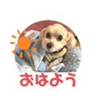 マルプーのまる。（個別スタンプ：1）