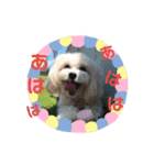 マルプーのまる。（個別スタンプ：3）