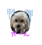 マルプーのまる。（個別スタンプ：7）