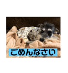 シュナウザークゥ（個別スタンプ：3）