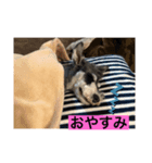 シュナウザークゥ（個別スタンプ：5）