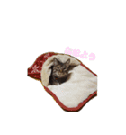 ミル(猫)の日常スタンプ（個別スタンプ：1）