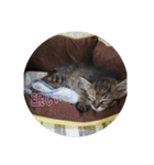 ミル(猫)の日常スタンプ（個別スタンプ：2）